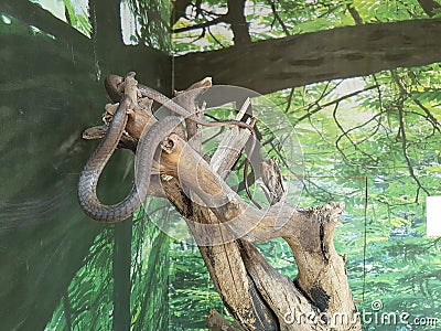 snakes Stock Photo