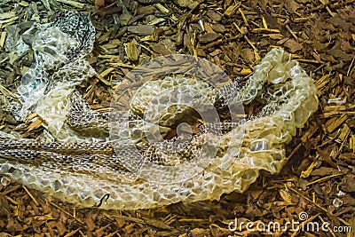 Snakes a old skin molt of a molting snake reptile tropical wildlife animal Stock Photo