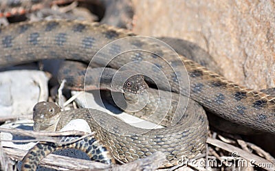 Snakes starts in the spring mating season.Many snakes gathered in the tangle Stock Photo