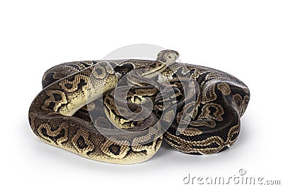 Snakes on white background Stock Photo