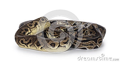 Snakes on white background Stock Photo