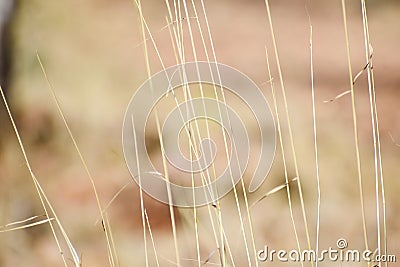 Snap of standing grass in blurred background Stock Photo