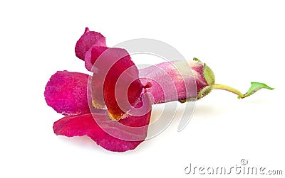 Snapdragon Stock Photo