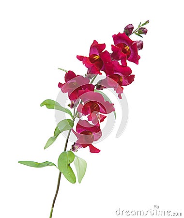 Snapdragon Stock Photo