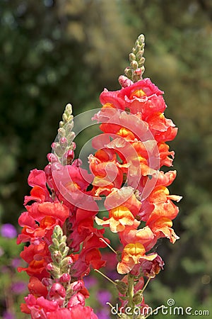 Snapdragon flowers Stock Photo