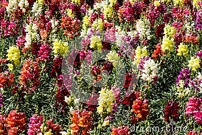 Snapdragon flowers texture Stock Photo