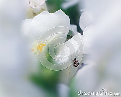 Snapdragon with Varied Carpet Beetle Stock Photo