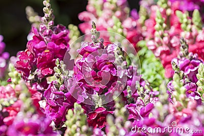 Snapdragon Stock Photo