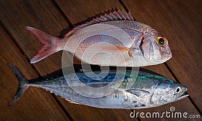 Snapper fish and little tunny tuna fish Stock Photo