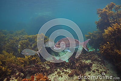 Snappers among brown sea weeds Stock Photo