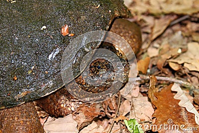 Snapping Turtle (Chelydra serpentina) Stock Photo