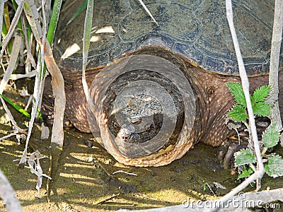 Snapping Turtle (Chelydra serpentina) Stock Photo