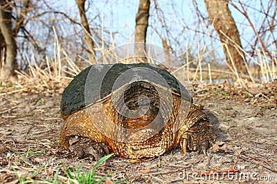 Snapping Turtle (Chelydra serpentina) Stock Photo