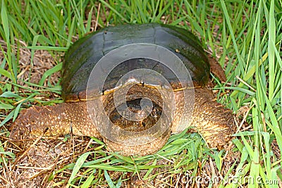 Snapping Turtle (Chelydra serpentina) Stock Photo