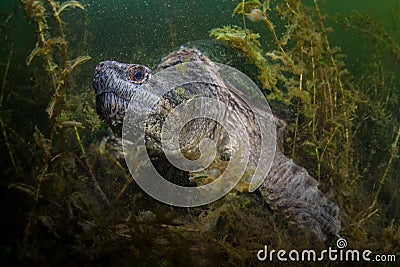 Huge Snapping Turtle in Dark Pond Stock Photo