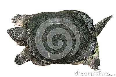 Snapping turtle Chelydra serpentina is creeping and raise one`s head on white isolated background . Top view Stock Photo