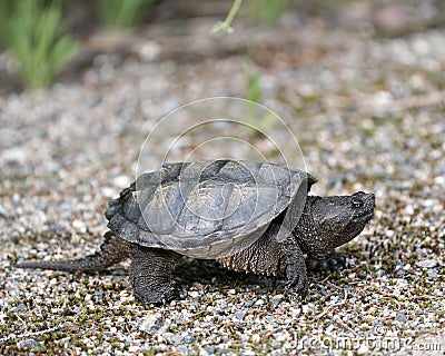 Snapping Turtle Photo Stock. Close-up profile view walking on gravel in its environment and habitat surrounding displaying dragon Stock Photo