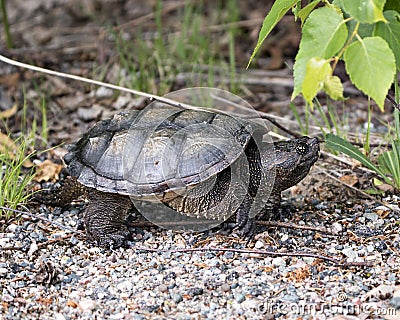 Snapping Turtle Photo Stock. Close-up profile view walking on gravel in its environment and habitat surrounding displaying dragon Stock Photo