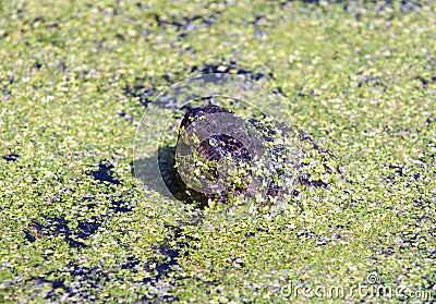 Snapping turtle in duckweed Stock Photo