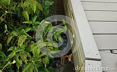 Snapping turtle with green plants and wood boardwalk Stock Photo