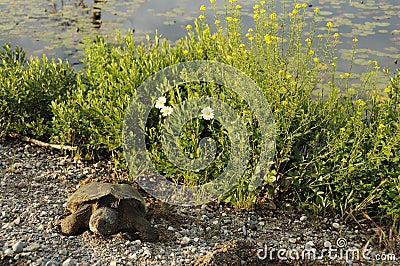 Snapping turtle Stock Photos. Snapping Turtle by the pond with a background of water, foliage, flowers Stock Photo