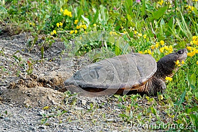 Snapping Turtle Laying Eggs on the Road Shoulder Stock Photo