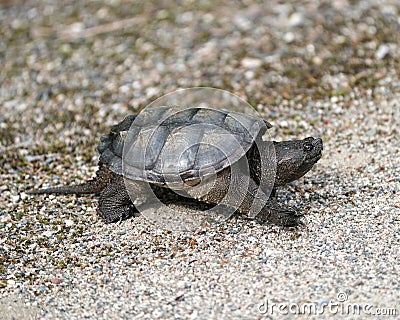 Snapping Turtle Photo Stock. Close-up profile view walking on gravel in its environment and habitat surrounding displaying dragon Stock Photo
