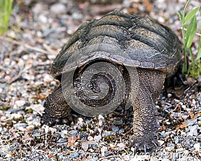 Snapping Turtle Photo Stock. Close-up profile view walking on gravel in its environment and habitat surrounding. Turtle Picture. Stock Photo