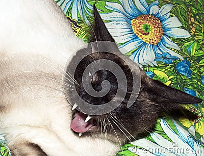 The snarl of a Siamese cat.The Siamese cat yawns.The Siamese cat bared its fangs Stock Photo