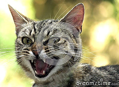 Snarling Cat Stock Photo