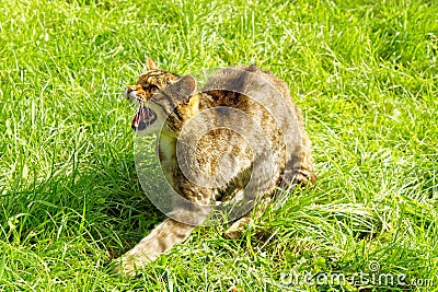 Snarling Scottish Wildcat Stock Photo