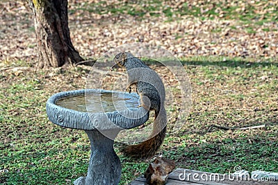 Sneaky squirrel steals from the bird bath. Stock Photo