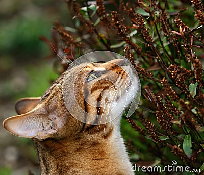 Sniffing Stock Photo