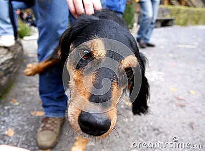 Sniffing dog Stock Photo