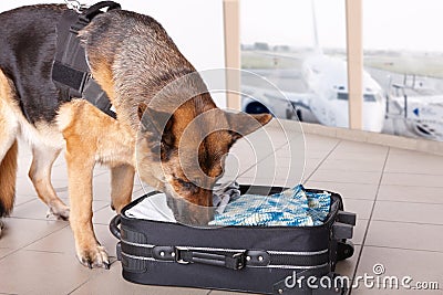 Sniffing dog at the airport Stock Photo