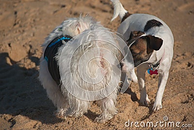 Dog is sniffing other dogâ€™s back end/ butt. Stock Photo