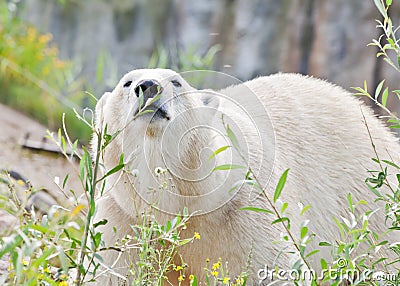 Sniffing polar bear Stock Photo