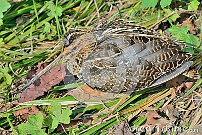 Snipe 1 Stock Photo