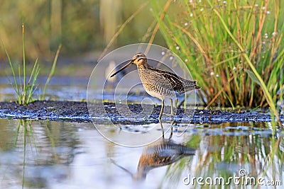 Snipe at the edge of the swamp Stock Photo