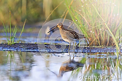 Snipe at the edge of the swamp with sunny hotspot Stock Photo
