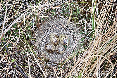 Snipe nest in sedge swamp Stock Photo