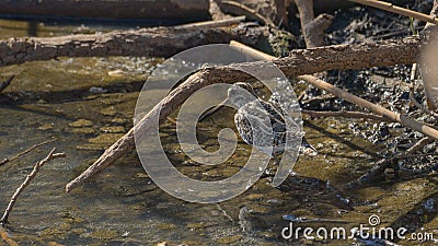 Snipe walking in the sand of the swamp Stock Photo
