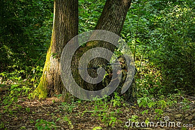 Sniper in ghillie suit Stock Photo