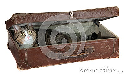 Snoopy pet in antiquarian case Stock Photo