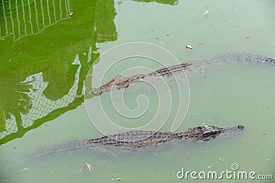 Snorkeling-crocodile-Crocodylus siamensis Stock Photo