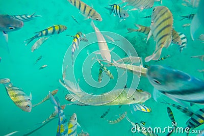 Snorkeling Trips,Many colorful sea fish in Koh Chang,Trat,Thailand Stock Photo