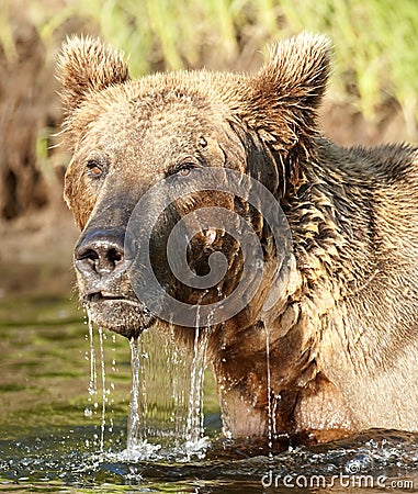 Snorkling bear Stock Photo