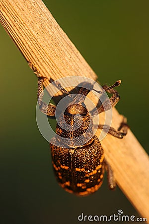 Snout beetle Hylobius abietis Stock Photo