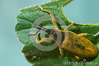 Snout beetle Lixus angustatus Stock Photo