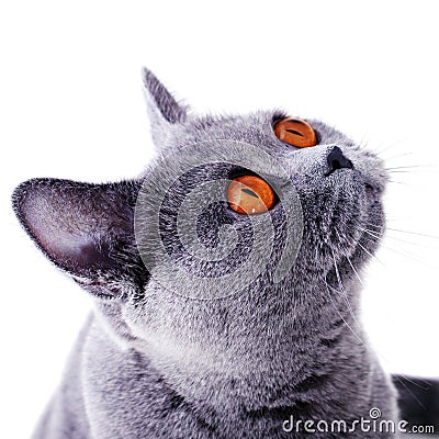 Snout of british cat with dark yellow eyes Stock Photo